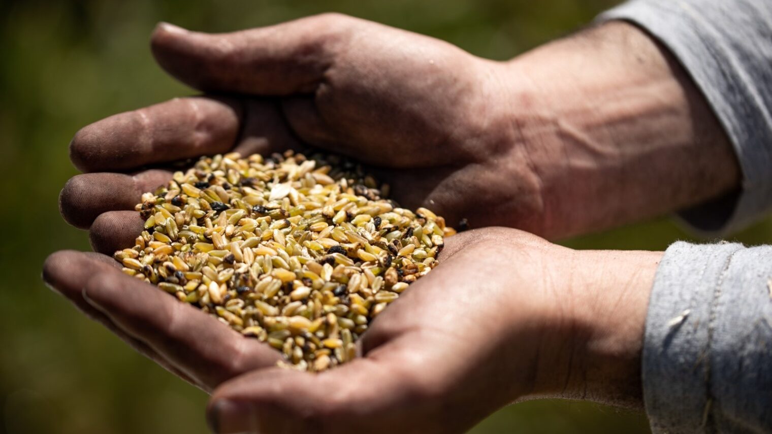Millets: The Ancient Grain Making a Modern Comeback