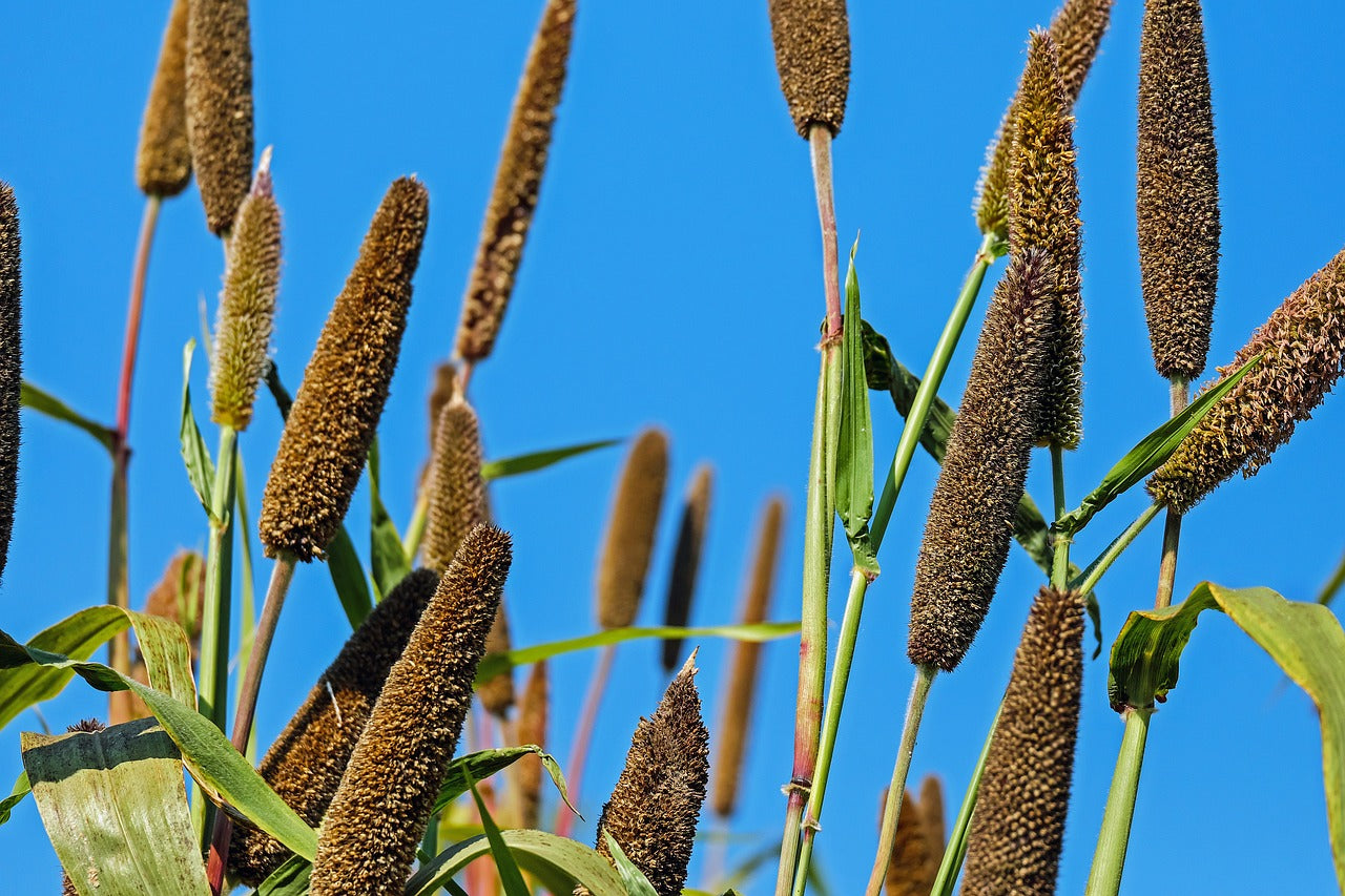 Are Millets Gluten-Free? The Ultimate Guide to this Ancient Grain